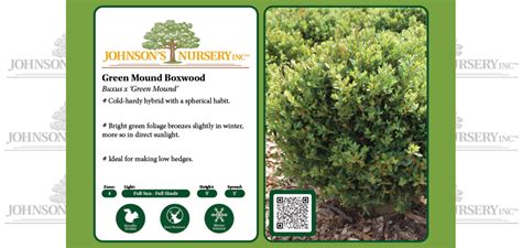 Green Mound Boxwood Johnsons Nursery Kb