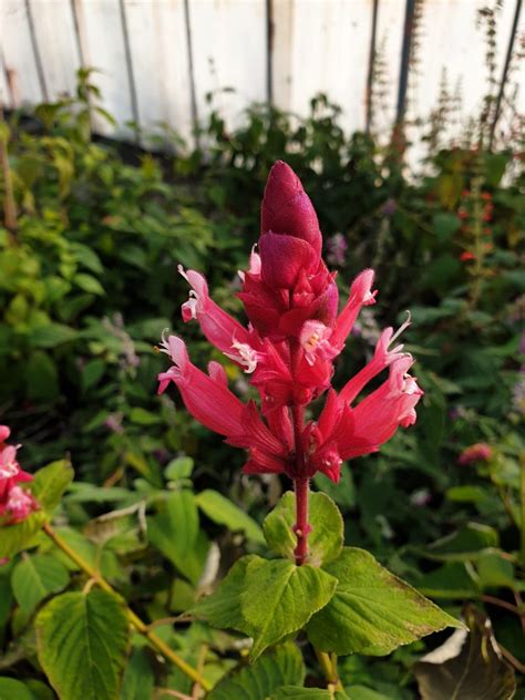 Salvia Wagneriana Les Ar Mes Du Gr S