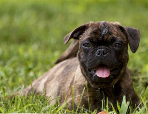 Perhaps My Next Pug Will Be A Brindle If Simon Lets Me Get Another One That Is Brindle Pug