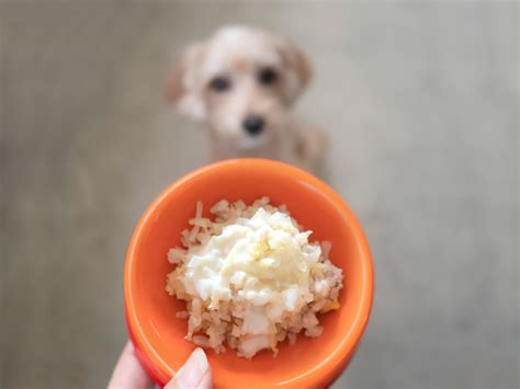 Can Dogs Eat Rice? - Ollie Blog