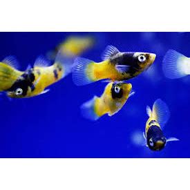 Jual Platy Coral Mickey Black Tail Sunset Tuxedo Aquascape Etalas