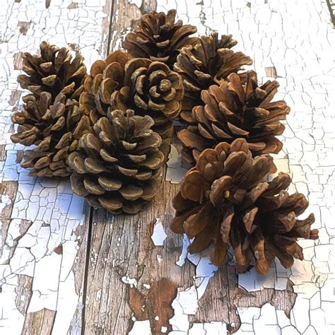 Natural Pine Cones The Danes