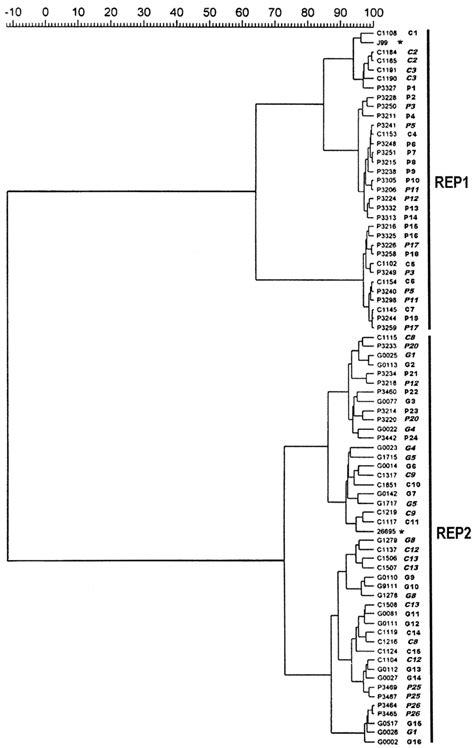 Dendrogram Of H Pylori Rep Pcr Dna Fingerprints Similarity