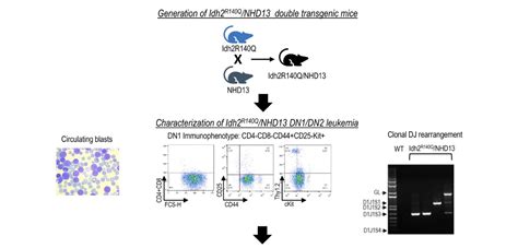 Team Publishes New Study On Murine Model For Human Earlyimmature T