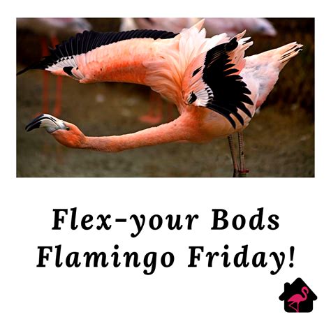 Flex Your Bods Flamingo Friday Minnesota Home Flamingo Friday