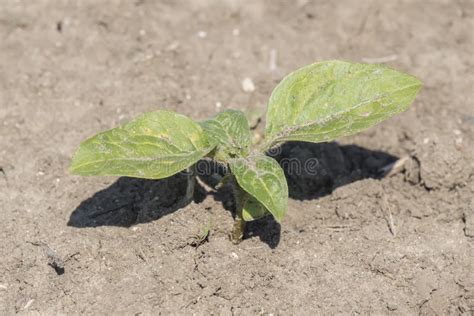 植物新芽向日葵生长 库存照片 图片 包括有 玻色子 概念 特写镜头 从事园艺 有机 新鲜 婴孩 71219482