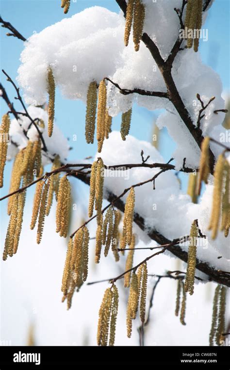 Common Hazel Corylus Avellana Catkins With Snow Stock Photo Alamy