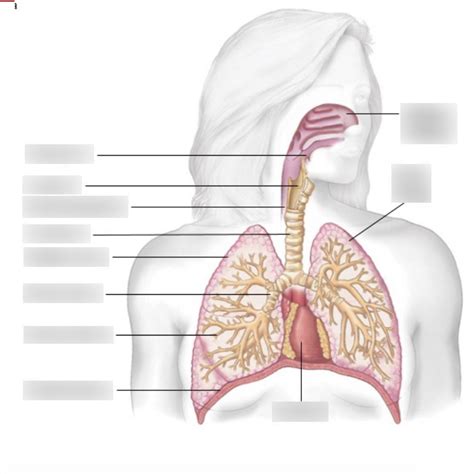 Biology 20 30 AP Unit 3 Gas Exchange Diagram Quizlet