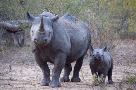 Here Are Our Top 10 Facts About Rhinos Wwf