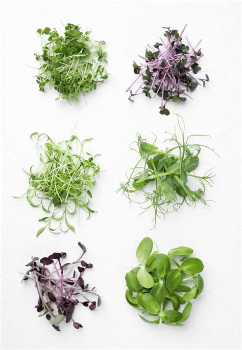 A Complete List Of Microgreens Shoots And Sprouts Healthy Living