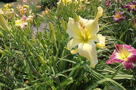 Lewis Daylily Garden Great Landscaping Daylilies