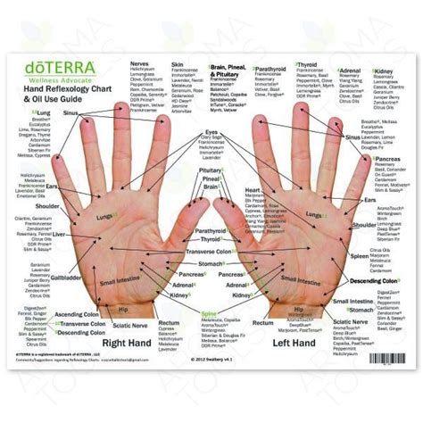 Foot And Hand Reflexology Chart 8 1 2 X 11 Reflexology Oils