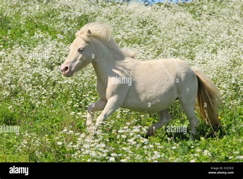 Pony Shetland In Blumenwiese Stockfotos Und Bilder Kaufen Alamy