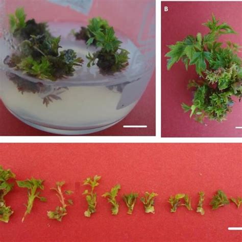 The Shoot Formations From Hypocotyl A And Cotyledon B Explants