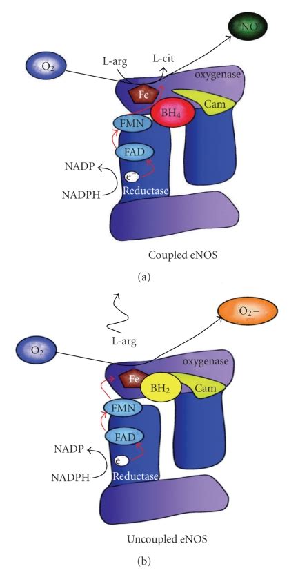 Schematic Diagram Of Enos Coupling And Uncoupling Bh4 Binds To The Download Scientific Diagram