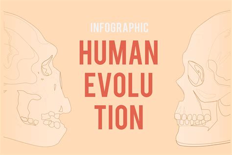 Infographic: Human Evolution | Custom-Designed Illustrations ~ Creative ...