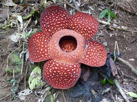 Rafflesia arnoldii - a photo on Flickriver | Seeds, Flowers, Flores