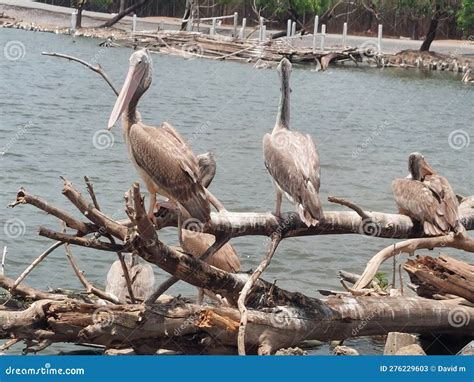 Birds Safari Park Animals Outside Travelling Stock Image Image Of