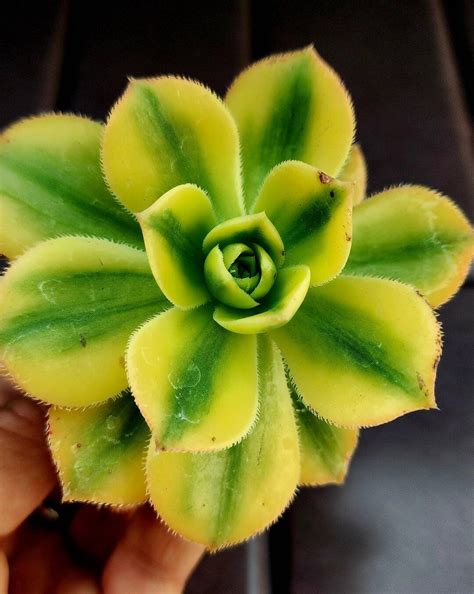 1 Unrooted Of Rare Aeonium Floresens Etsy