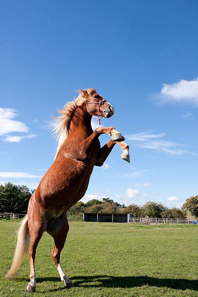 Scared Horse Stock Photos Pictures And Royalty Free Images Istock