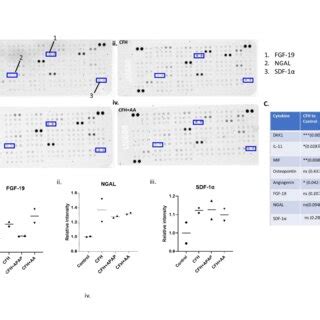 Fig. S5. Cytokine array analysis (A) Cytokine array analysis of culture ...