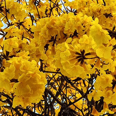 Handroanthus Chrysotrichus Ipê Amarelo Biologia Da Paisagem