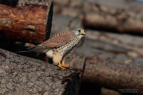 Tornfalk Common Kestrel Falco Tinnunculus