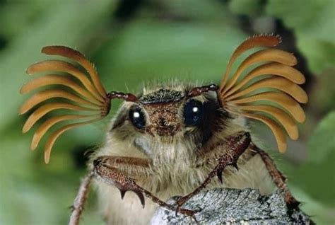 A Close Up Of A Bug With Wings On It S Head And Eyes