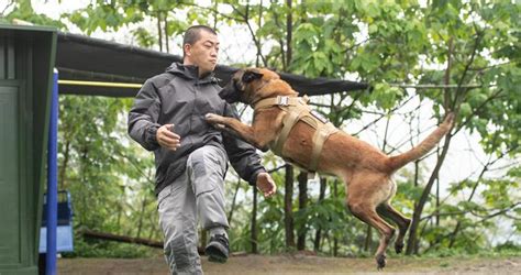 看，福州“汪汪队”立大功搜救犬苏建华安娜新浪新闻