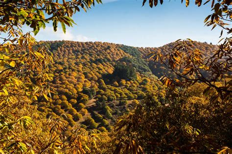 Genal El Casta Ar De M Laga Conocido Como El Bosque De Cobre