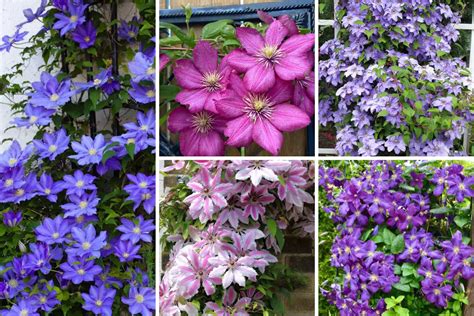 Should You Cut Back Clematis for Winter? (Helpful Guide) - Garden Lovers Club