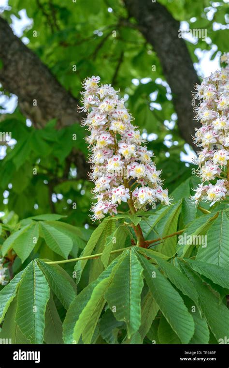 Common Horse Chestnut Aesculus Hippocastanum Blooming Branch Stock