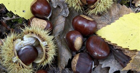 Chestnut Planting Tips