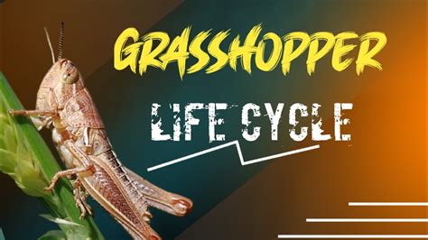 Grasshopper Life Cycle Printable