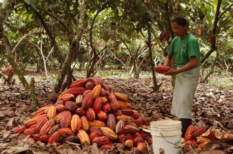 Ecuador Rompe Récord Este Año En Exportación De Cacao El Diario Ecuador