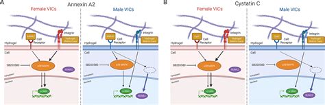 Inflammatory Serum Factors From Aortic Valve Stenosis Patients Modulate