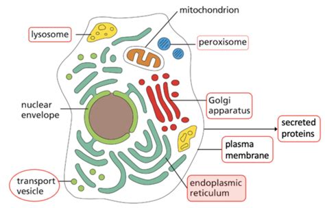 Lecture 11 Vesicular Transport Flashcards Quizlet