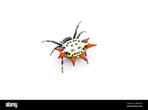 Spiny Backed Orb Weaver Spider Gasteracantha Cancriformis Aka Crab Or Kite Spider Crawling