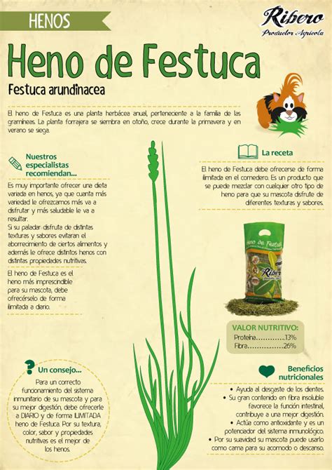 El heno de Festuca Ribero Productor Agrícola