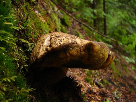 Bitter Bolete Growing On The Hill Seattle Roamer Flickr