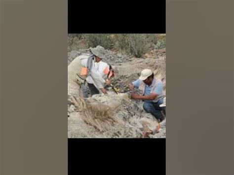 Quanto Ganha um Paleontólogo no Brasil? #dinosaur #shorts #animals # ...