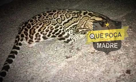 Qu Poca Madre On Twitter Muri Arrollado Un Ocelote Muri Tras