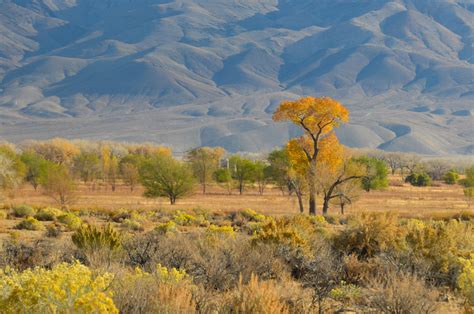 Owens Valley Still Crackling – California Fall Color