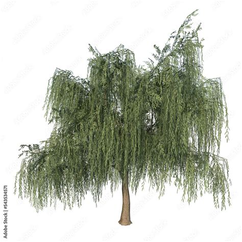 Ilustracja Stock Front View Of Plant Salix Babylonica Weeping Willow