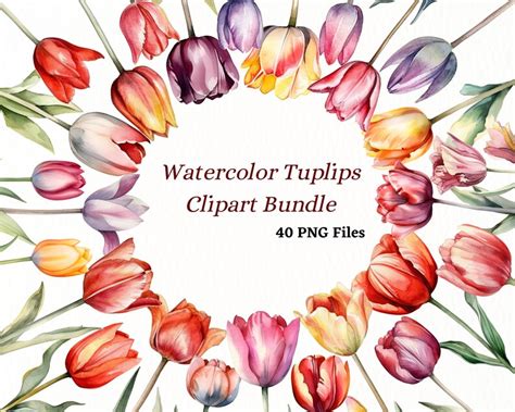 Watercolor Tulips Clip Art Bundle Watercolor Clipart Png Files Svg