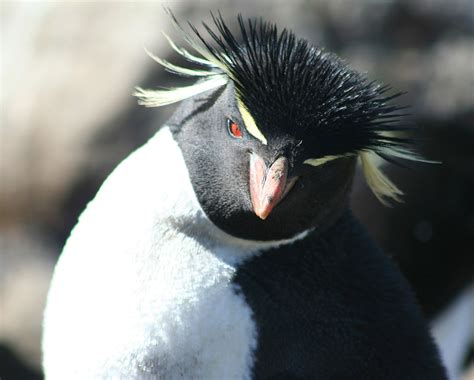 Rockhopper penguins