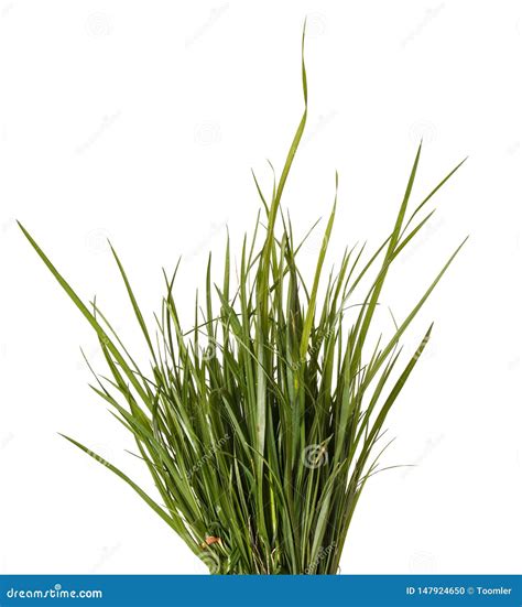 Bundle Of Green Grass Isolated On White Arkivfoto Bild Av Ekologi