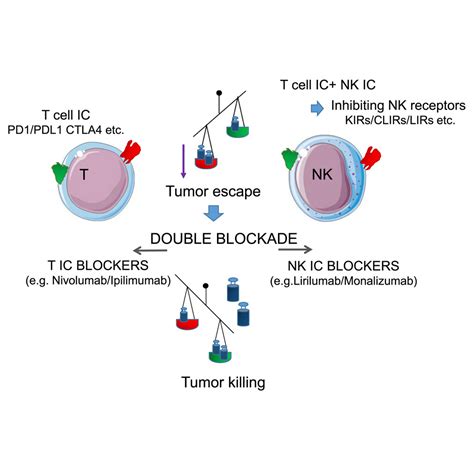 Natural Killer Cells And Immune Checkpoint Inhibitor Therapy Current