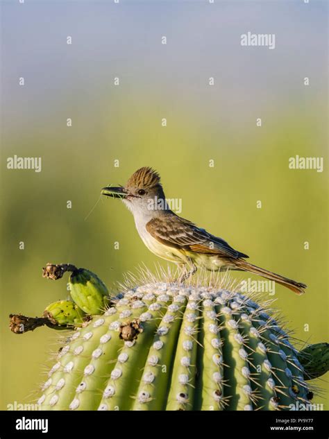 A Brown Crested Flycatcher Myiarchus Tyrannulus Brings Food To A Nest