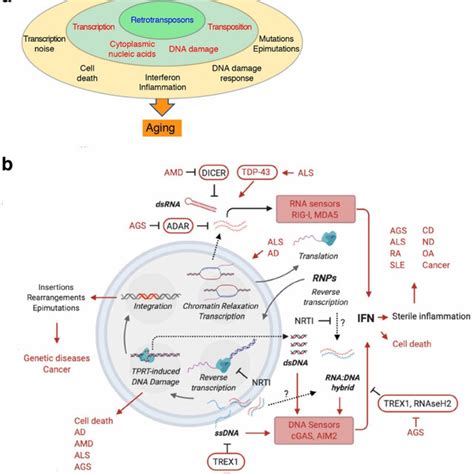 retrotransposition mechanisms  scientific diagram
